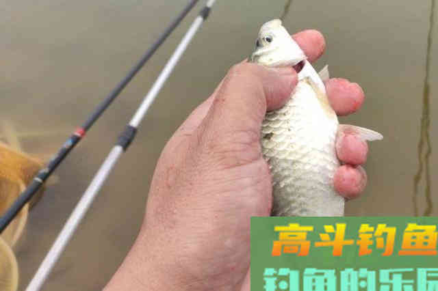 冬钓用漂，我只要牢牢记住三步