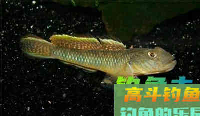 传统星漂钓常见对象鱼的不同漂相