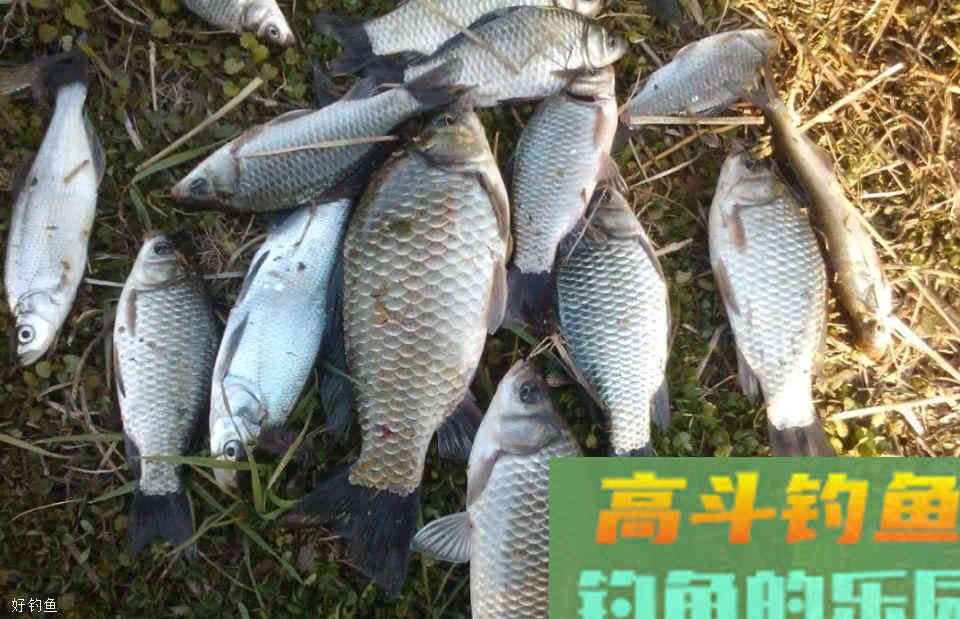 掌握饵料与浮漂示目的对应关系才能灵活调漂