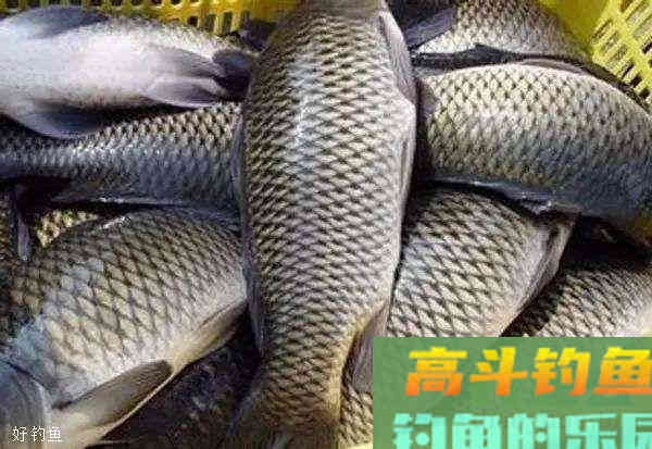 夏季钓鲤鱼怎么调漂？钓灵钓顿要掌握