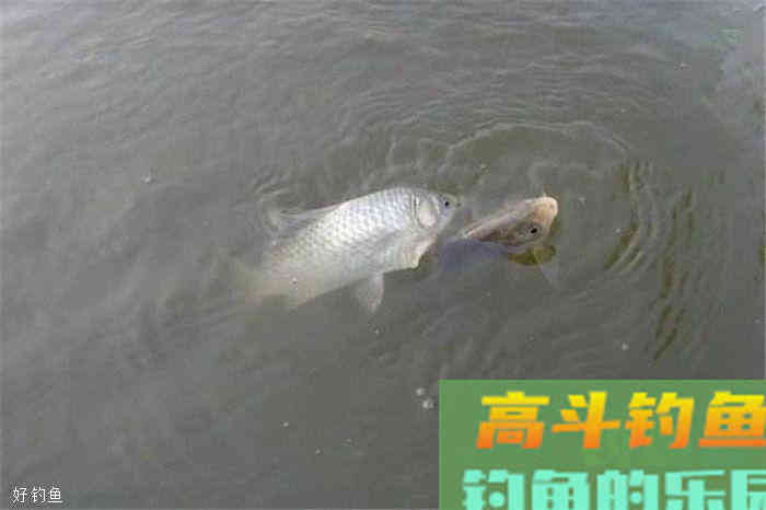 通过调目和钓目两个词来学习调漂技巧