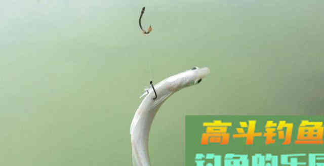 遇到这样的漂相，提竿却基本不中鱼