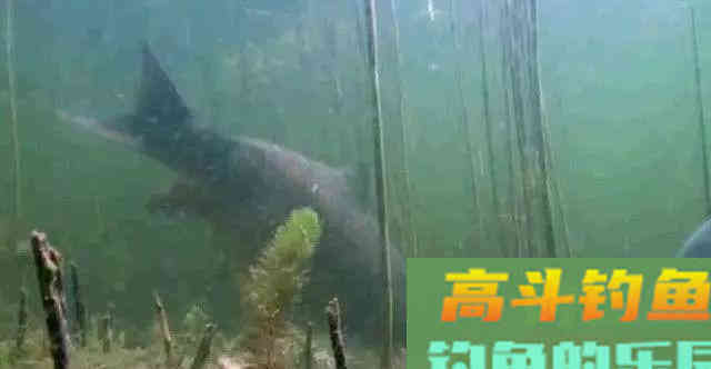 钓鱼高手这样调漂，从没有空军过