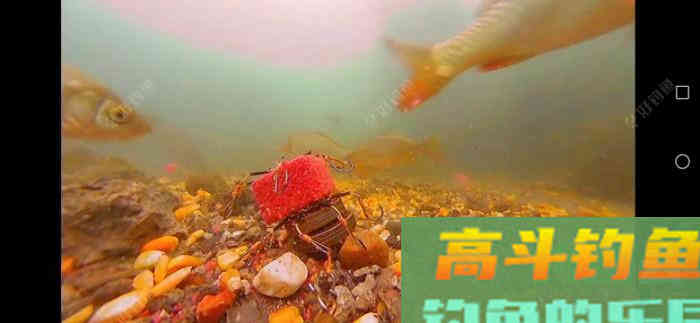 钓大鱼如何调漂，钓大鱼应该注意什么