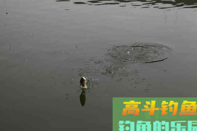 为何吃铅相同，漂型不同，对调钓的影响却明显不同