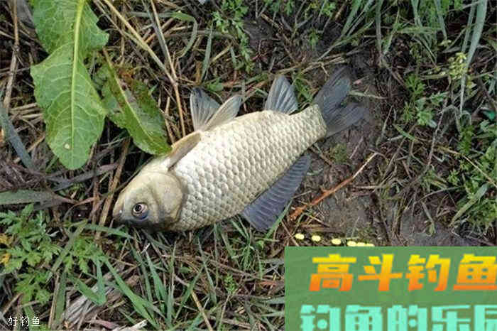 七星漂使用技巧，秋季钓鲫鱼必备