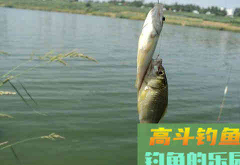 台钓中不同用饵的调漂方法