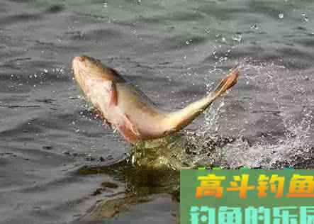 两种野钓鲤鱼调漂法，效果立竿见影