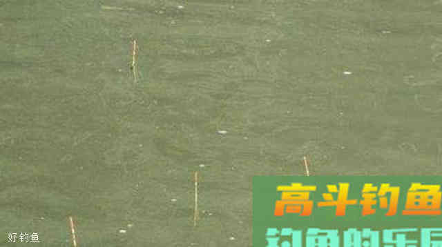 台钓中漂的调钓方法与怎么观看