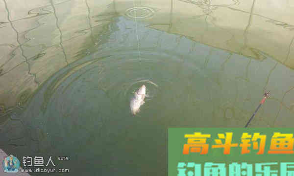 冬季大棚黑坑拉红虫钓大鲫鱼的调漂技巧