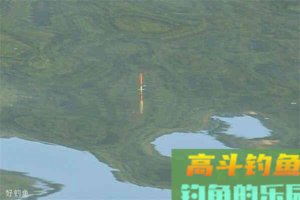冬季调漂，到底该调灵还是调顿