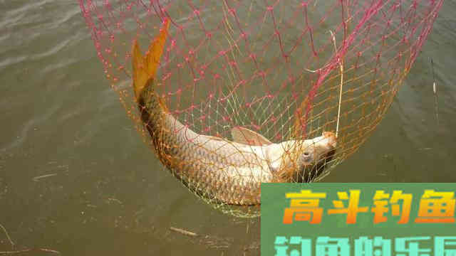 野钓调漂，只坚持三个字，漂相又准又狠