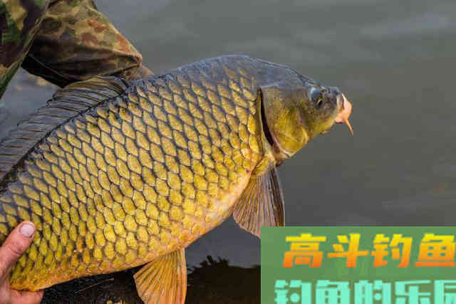掌握浮漂调钓关键，应根据鱼情水情来改变