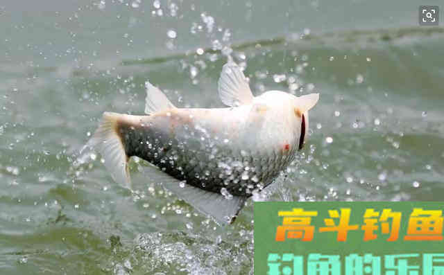 浮漂钓鱼人的“眼睛”，浅谈夏季垂钓调漂细节