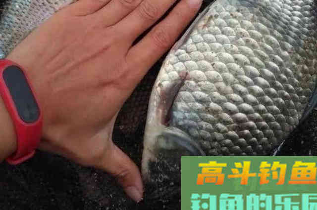 一入冬，鱼就更难钓了，庆幸我有这调钓思路