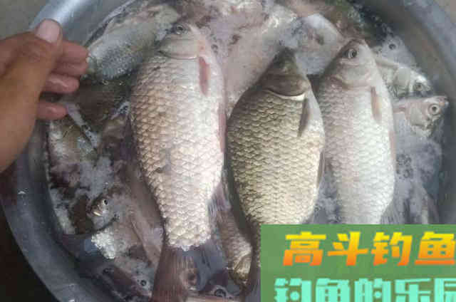 浮漂调钓还在玩灵敏?要知调整战术 浮漂调钓还在玩灵敏?要知调整战术