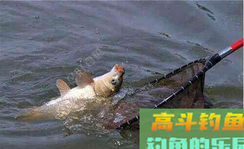 钓鱼如何调钓？调高钓低还是调低钓高