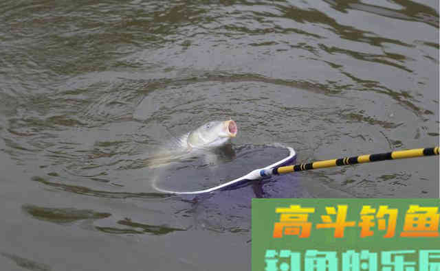 黑坑钓回锅鱼，高手的实用调漂技巧
