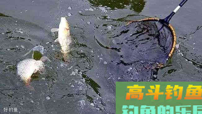 夏季钓鲤鱼怎么调漂？钓灵钓顿要掌握