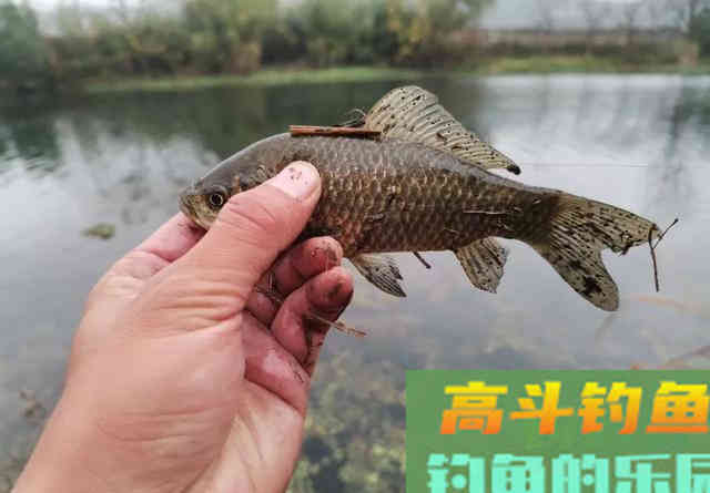 鱼口小信号弱怎么办？换小漂不是最佳办法，记住这3点