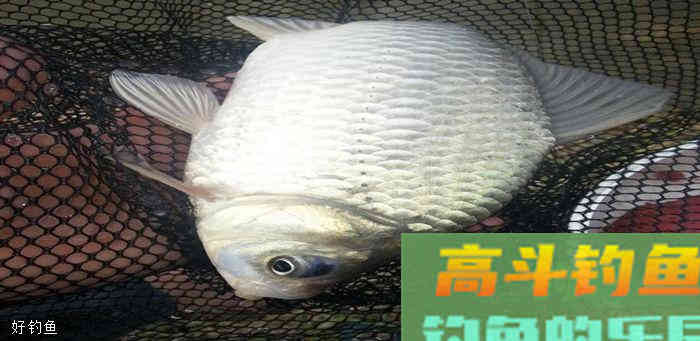 为什么看到了清晰准确的漂相却不上鱼？