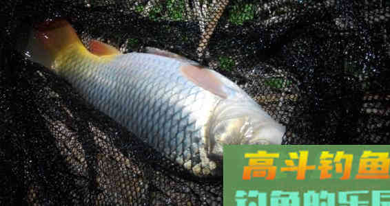台钓中不同用饵的调漂方法