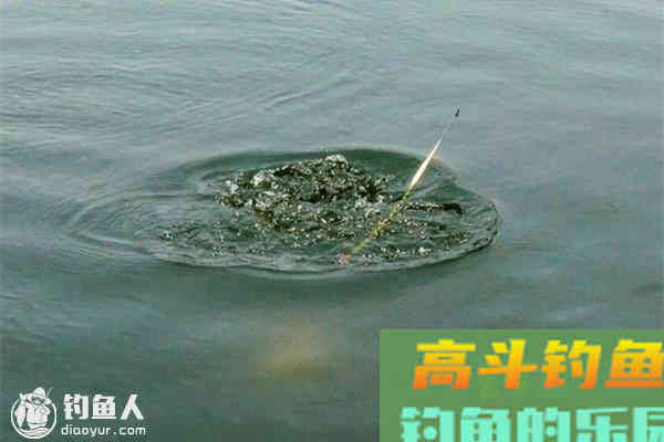 野钓中四种鱼情的调钓技巧