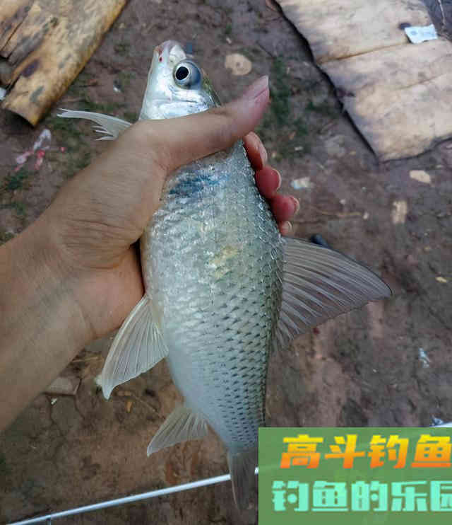 根据鱼儿嘴型调整调漂方法，中鱼率更高渔获更好