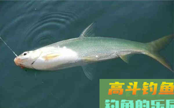 从鱼的吃饵动作，说说浮漂的漂相，注意这些漂相