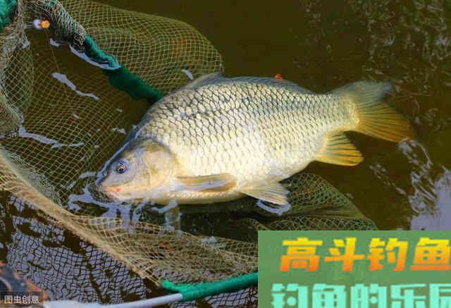 秋天钓鲤鱼，老钓手这么“调钓”，上鱼率高的不像话