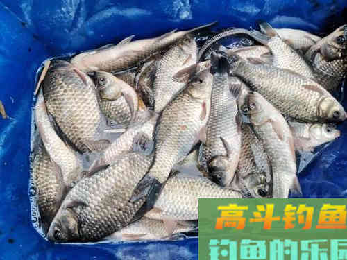 为什么调漂准了却抓不住口？饵料触底方式不同