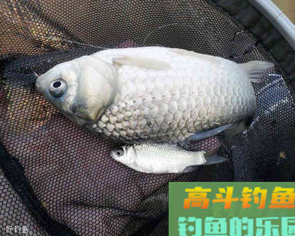 调四钓二的基本步骤与灵活运用