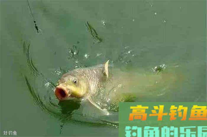 调漂技巧，饵重和饵轻方法各不同