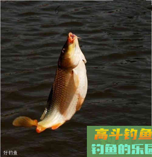 野钓鲫鱼调漂的3个简单技巧