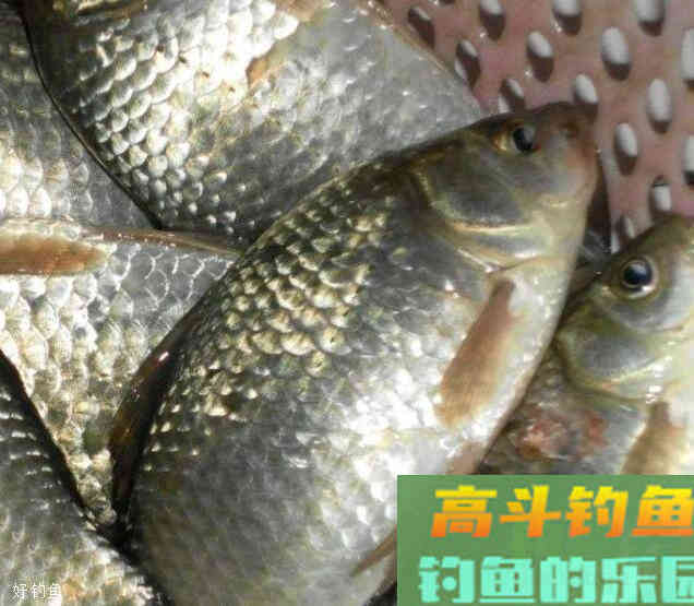 一些钓鱼老手都忽视的调漂方法