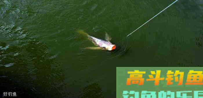 新手钓鱼人看过来，这些调漂找底技巧要知道