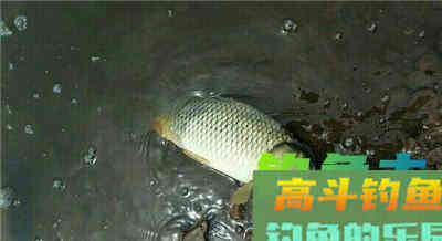 传统星漂钓常见对象鱼的不同漂相