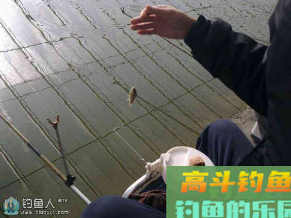 冬季大棚实战的调钓技法