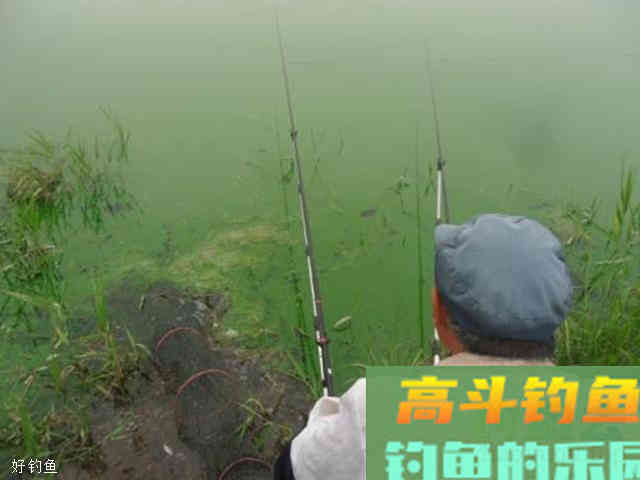 如何看懂台钓钓浮的漂相，来进行调漂？