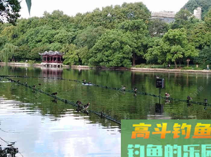 浮漂性能与调钓技巧，调好漂是爆护最关键一步