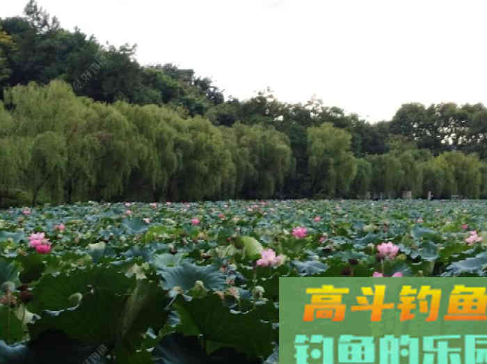 如何判断钓灵了还是钓顿了？