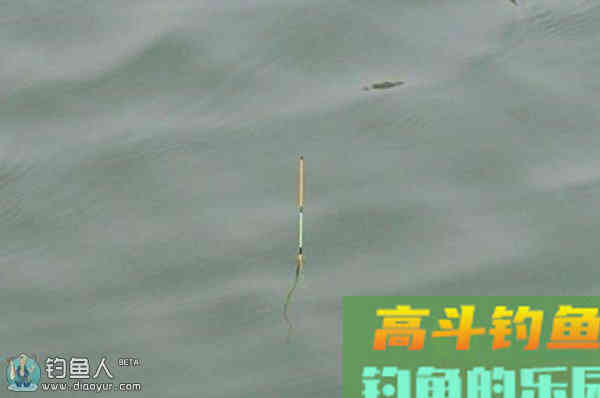 台钓调漂中的调4钓2目的由来