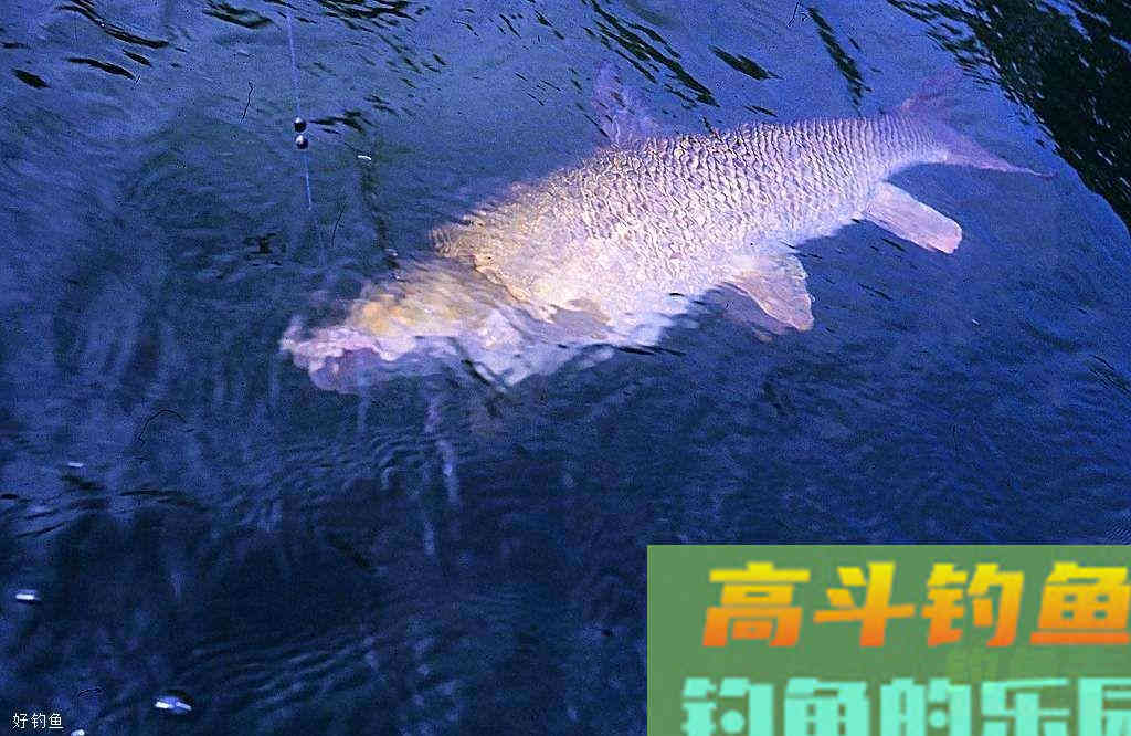 浮漂信号要怎么去解读？6个技巧帮你