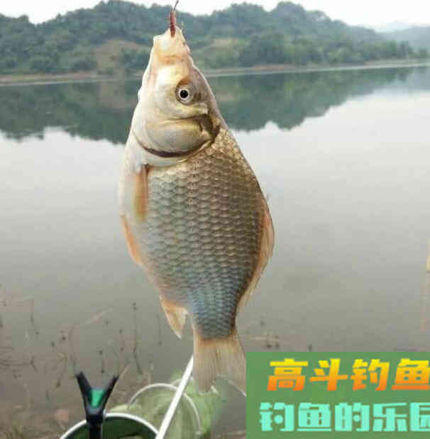 蚯蚓作钓如何正确调漂？我来教你