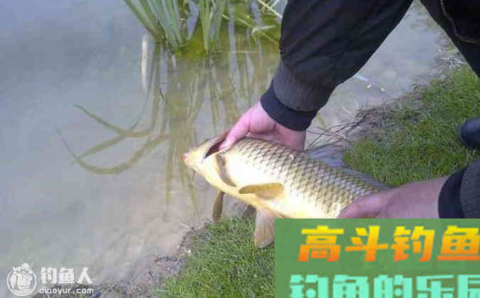 野钓鲫鱼及鲤鱼的三个调漂技巧