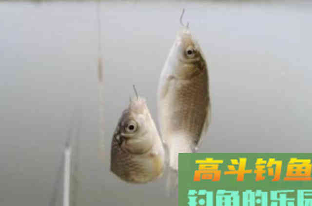 为啥调漂要随时进入切换模式？只因这才是调漂核心密码