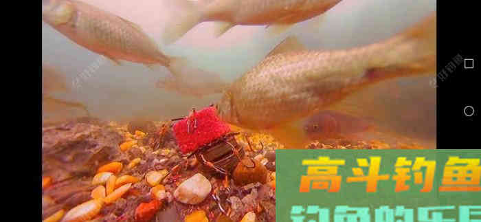 钓大鱼如何调漂，钓大鱼应该注意什么