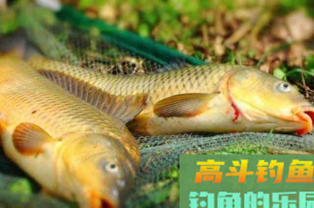 钓大鲤鱼的调漂技能，一根杆都忙不过来