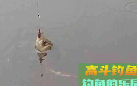 用红虫钓鱼怎么调漂？注意四个点
