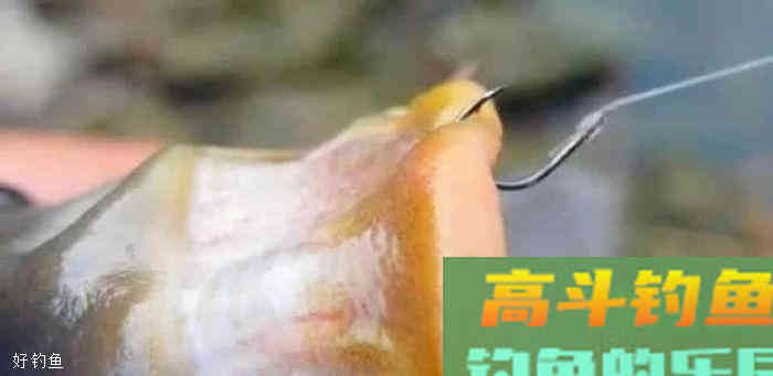 钓组调整，饵料到底后怎么做才能让每一口都是真实信号